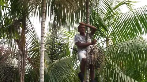 Why people risk their lives to harvest acai