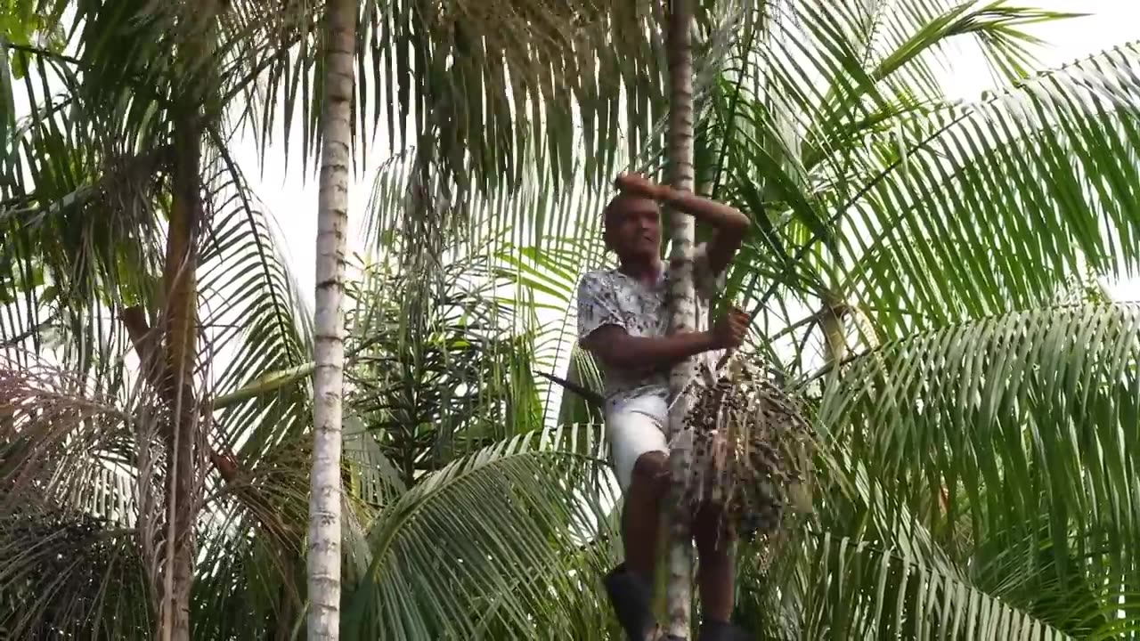 Why people risk their lives to harvest acai