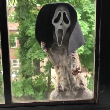 Curious Squirrel by Ben Phillips @benphillips76 //MIRRORED//