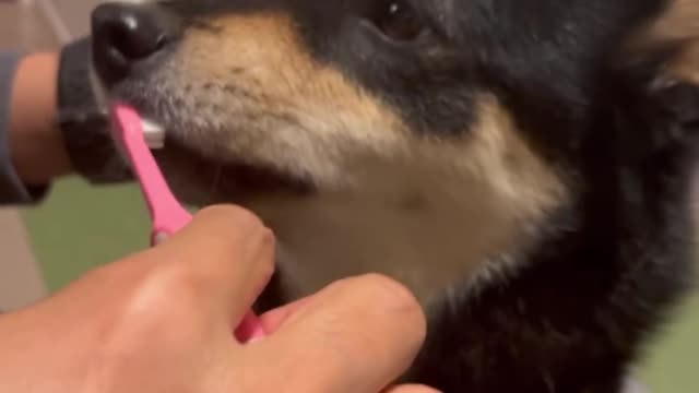 The owner is brushing his dog's teeth, happy day for the dog