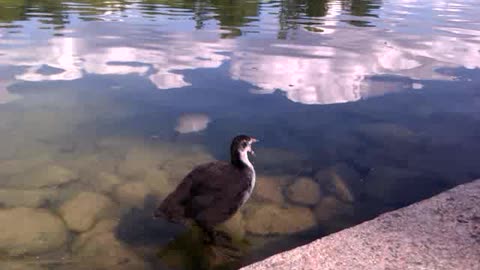 Junger Wasservogel