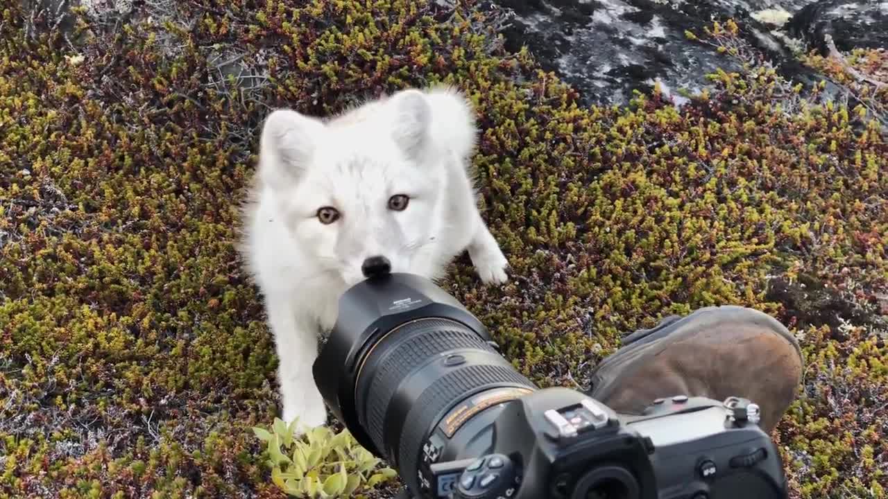 Encounter a young wild white Arctic Fox in Greenland