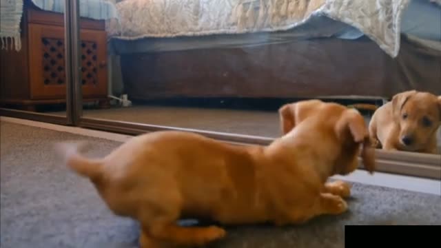 When the dog covered himself in front of the mirror, he was dog funny reaction videos