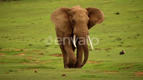 Elephant walking on grass.