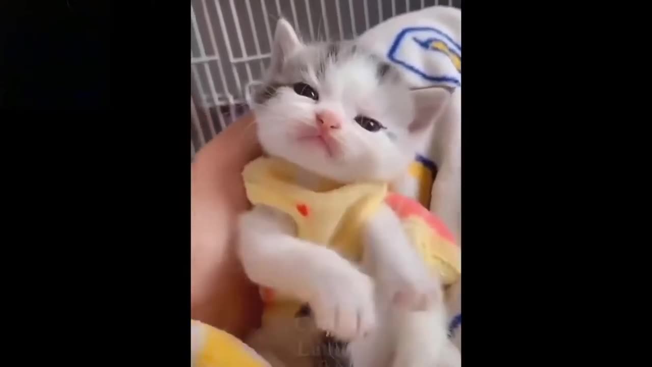 Funny animals videos