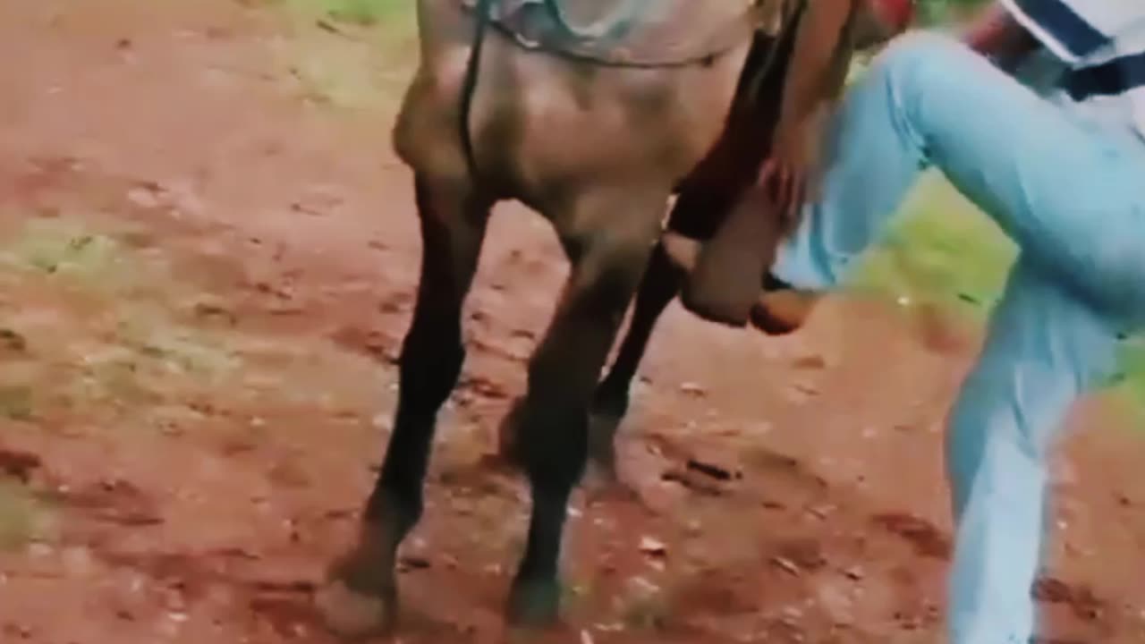 Horse Kicking Funny Video 😂 😂 😂 Watch This Video For 😂 laughs