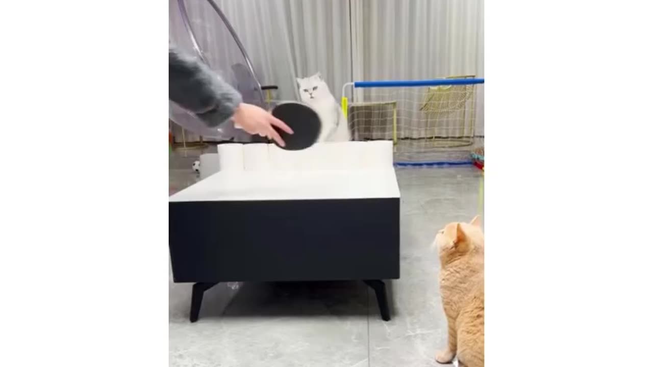 Hilarious Cats Doing Sports