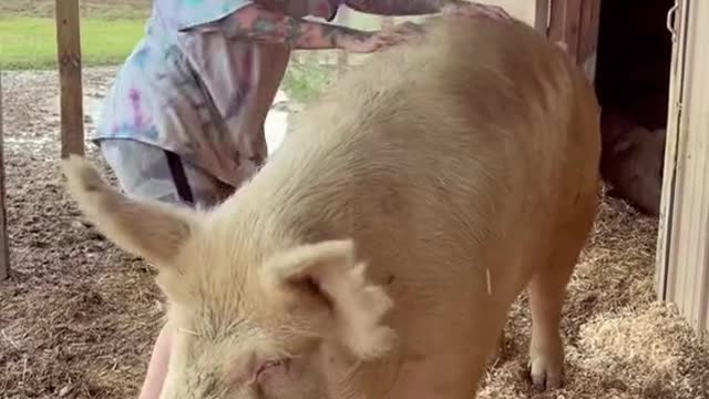 Petunia loves the scritches