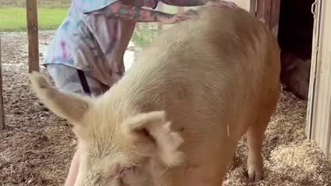 Petunia loves the scritches