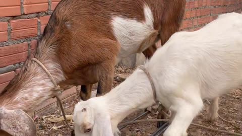 so be love Goat, cute goat2