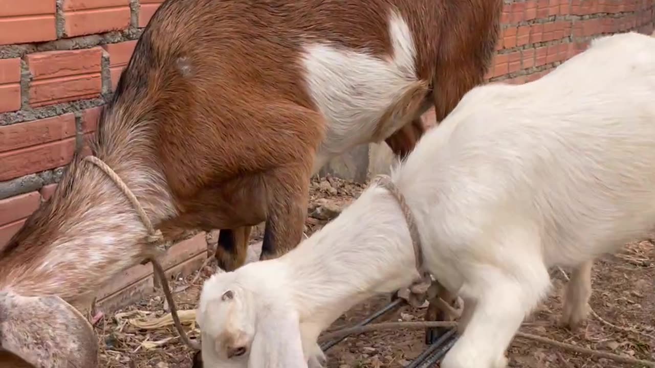 so be love Goat, cute goat2