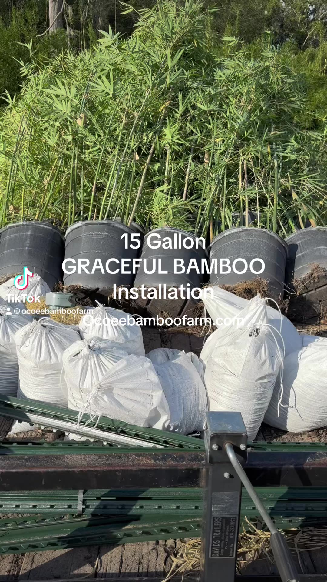 15 Gallon Graceful Bamboo Installation - Florida - Ocoee Bamboo Farm 407-777-4807