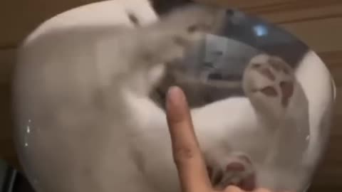 Funny animal