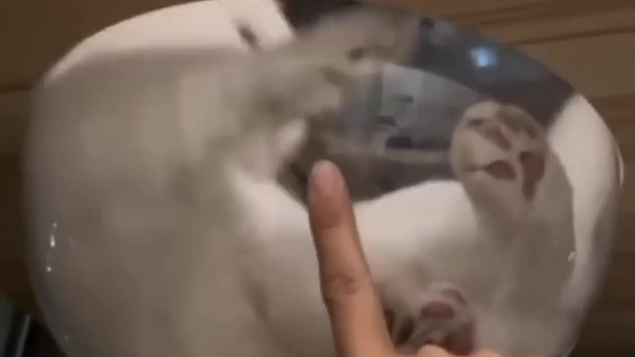 Funny animal