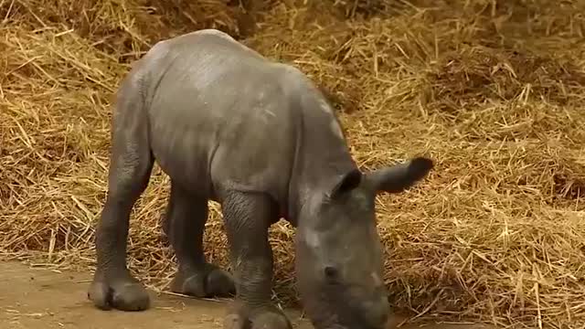 Baby Rhinos are WAY Cuter than those RINO Babies