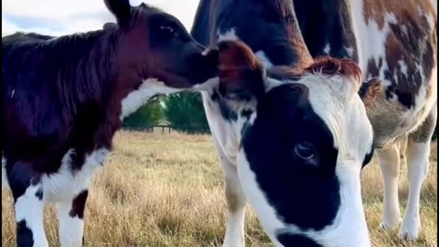 Why does a calf rub its mother's ear?