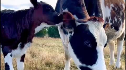 Why does a calf rub its mother's ear?