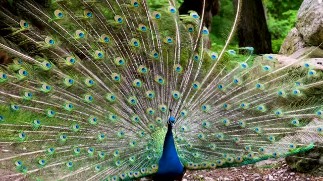 Beautiful view of a peacock spreading its wings