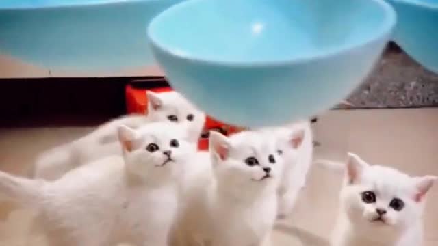 Cute Pie Little Kitty Squad Hungry Cute Animals Compilation 2023 Animals Funny Videos #shorts