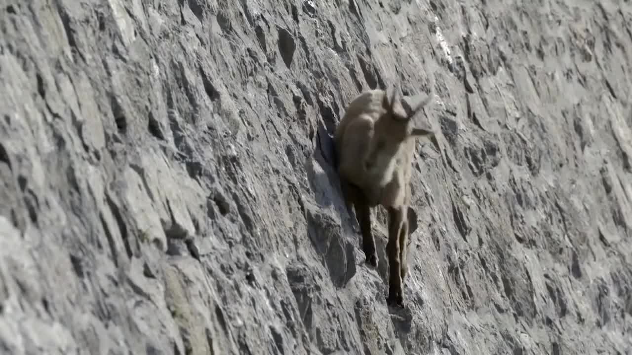 Mountain Goat Tossing Snow Leopard Falls Down From Cliff To Escape - Even The Mighty Can Falter-15