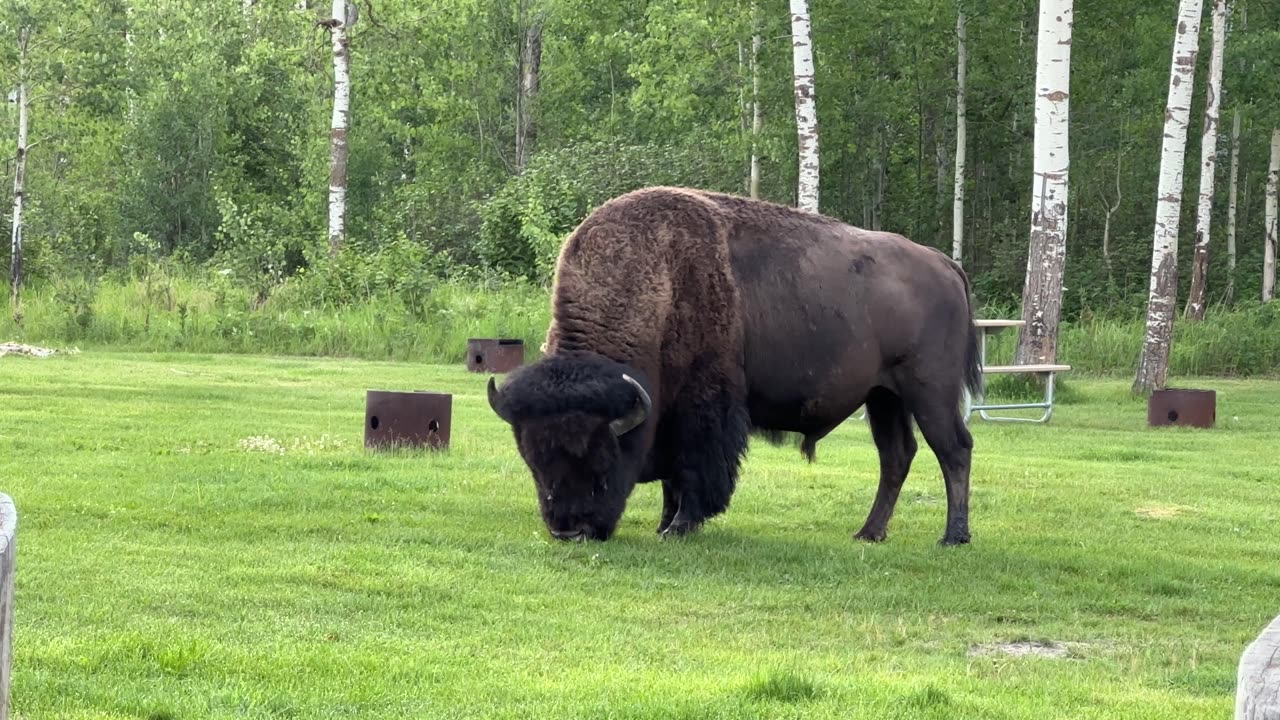 Bison at Tawayik Lake Trail Picnic area