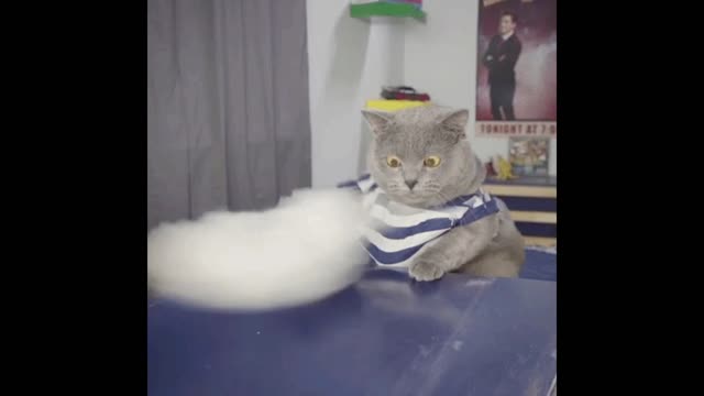 Cleaner cat gif video