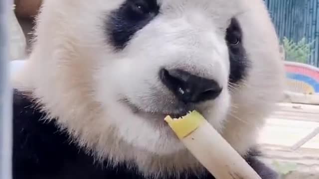 Cute panda is eating very sweet sugarcane