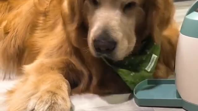 Pupper learned how to use the feeder..πΆπΎπππ
