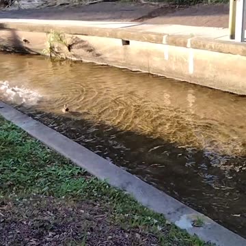 Drake's fighting for the girl