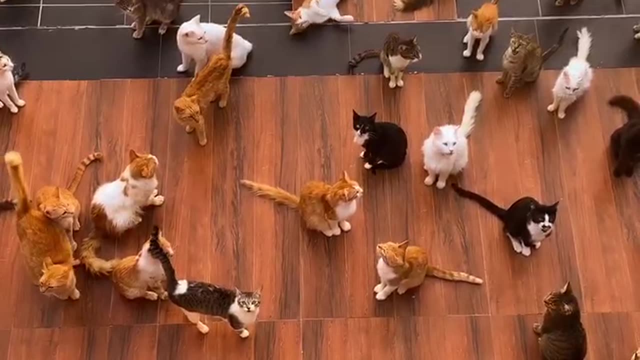 A cute cats ❤️🦋 lovely cats together 🐈 Cute group of cats🌈