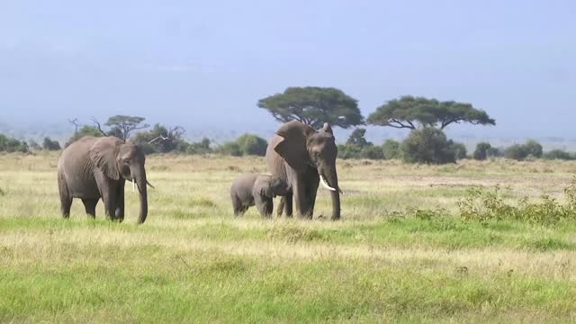 Tiniest Baby Elephant Copies Everything His Mom Does | The Dodo Little But Fierce