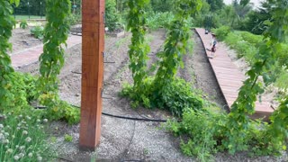 Garden Update June 22, 2022