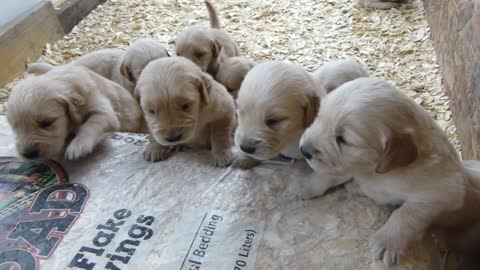 Too cute golden retriever Puppies Barking 3 weeks old