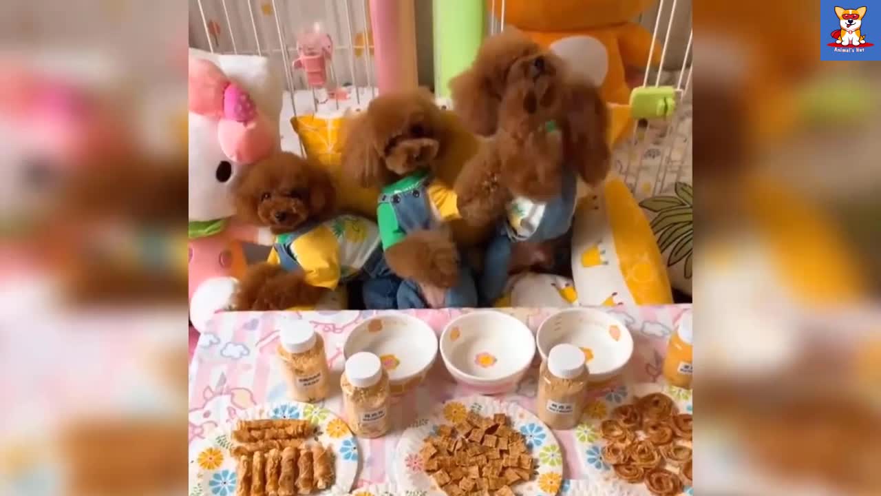 Watch these little cute puppies come out of a sealed bag of chips..