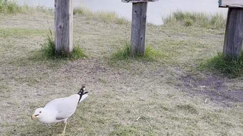 A seagull vs A seagull