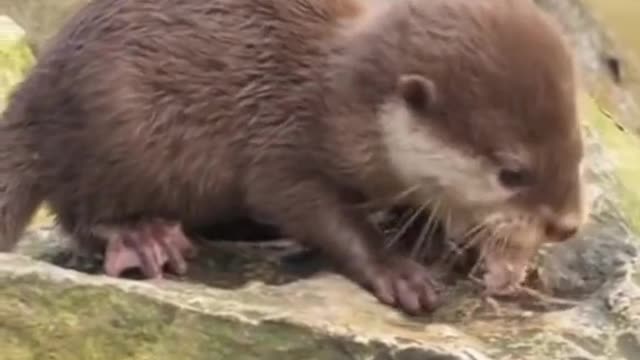 THEY DO WHAT! 😱 #otters #babyseal #animalogic