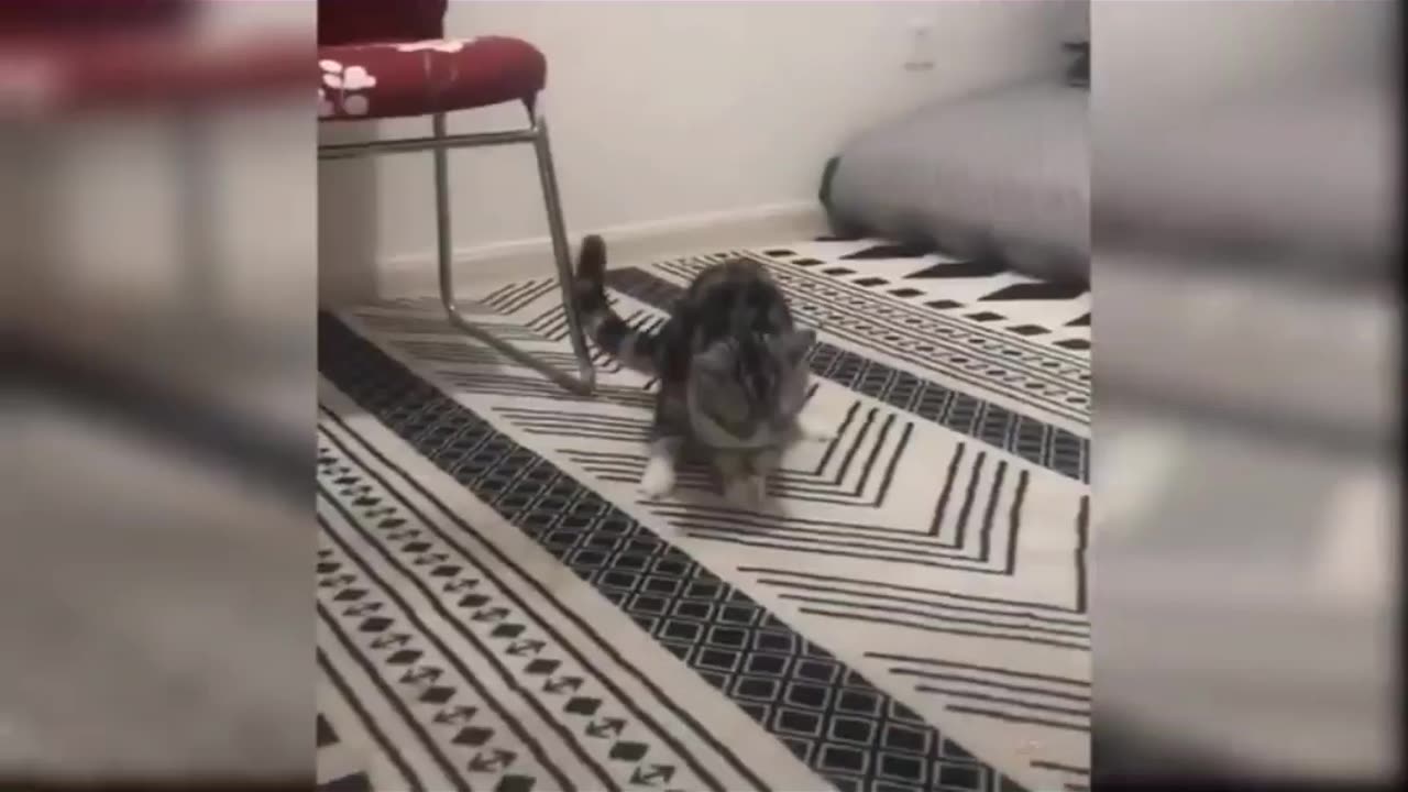 Cat funny videos