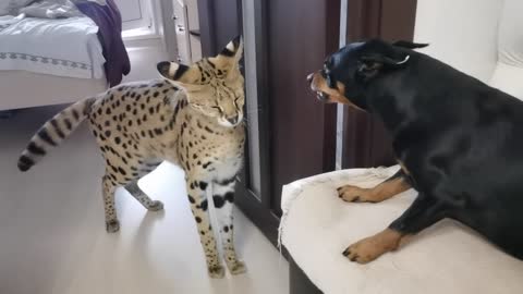 Serval and pincher sort things out/Serval meows