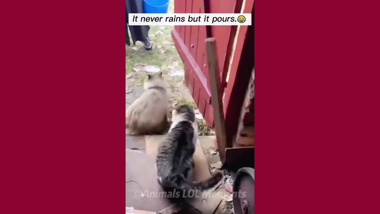 Cats Funny Life that Makes You Laugh