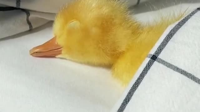 🐥 Duckling regrets the night before featuring @ducks_in_space