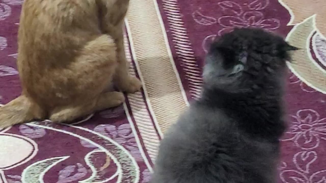 How to Host a Paw-some WWE Match: Chichak vs. Changiz - The Fur-tastic Showdown!