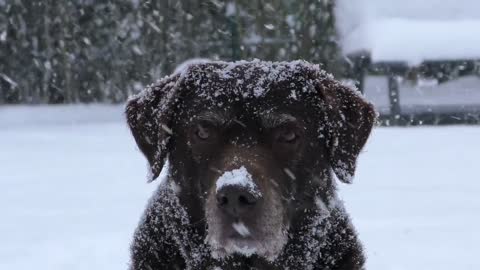 dogs snow