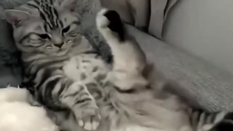 Funny cats