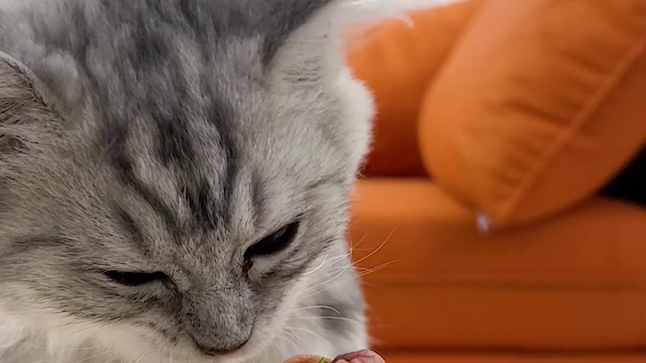 Cat Mukbang