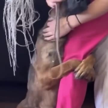 Dog gives a hug after being rescued