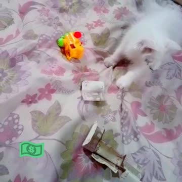 When Money Becomes Toy Cat