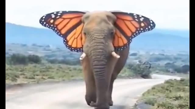 Do the ears of this elephant look beautiful to you?