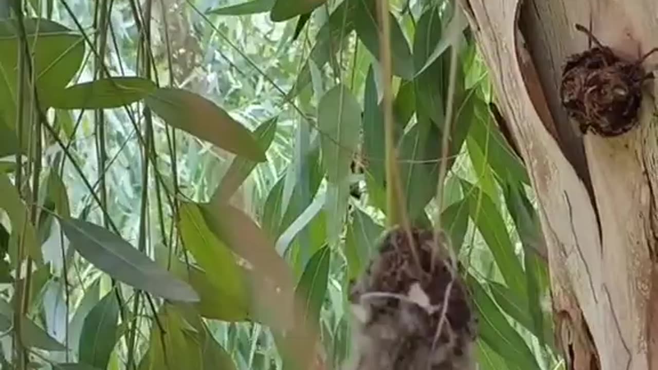 Hummingbird Nest