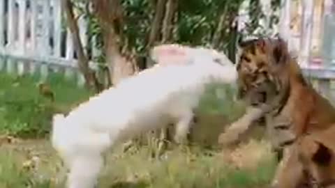 rabbit vs tiger beautiful fight