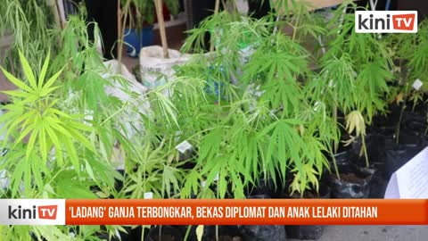 'Ladang' ganja terbongkar, bekas diplomat dan anak lelaki ditahan